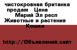 чистокровная британка продам › Цена ­ 1 000 - Марий Эл респ. Животные и растения » Кошки   